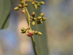 Fergusobia
