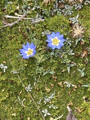 Gentiana sedifolia