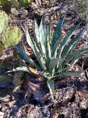Agave palmeri