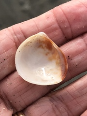 Laevicardium substriatum