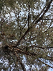 Phytoplasma phoenicia