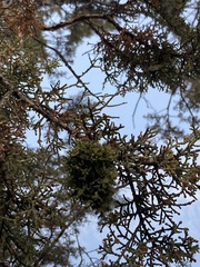 Phytoplasma phoenicia