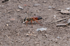 Sphex ichneumoneus