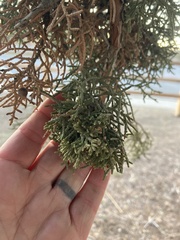 Phytoplasma phoenicia