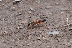 Sphex ichneumoneus