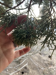 Phytoplasma phoenicia