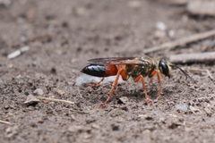 Sphex ichneumoneus
