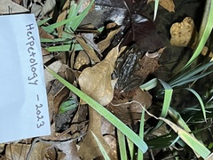 Lithobates sphenocephalus