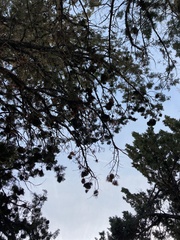 Phytoplasma phoenicia