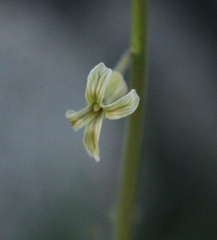 Caulanthus heterophyllus