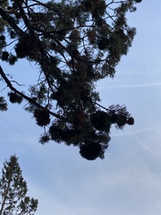 Phytoplasma phoenicia