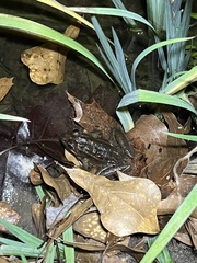 Lithobates sphenocephalus
