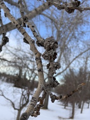 Aceria parapopuli