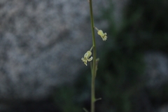 Caulanthus heterophyllus