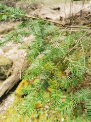 Abies durangensis