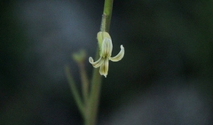 Caulanthus heterophyllus