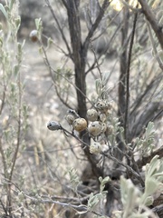 Rhopalomyia pomum