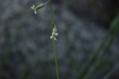 Caulanthus heterophyllus
