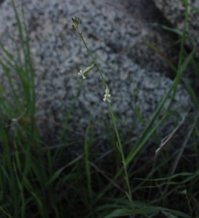 Caulanthus heterophyllus