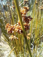 Juncus