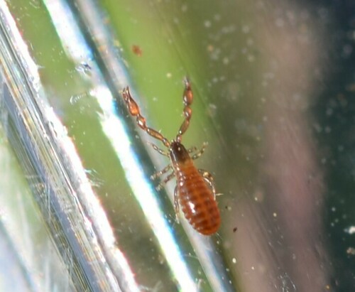 Género Serianus · NaturaLista Mexico