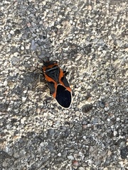 Lygaeus kalmii angustomarginatus