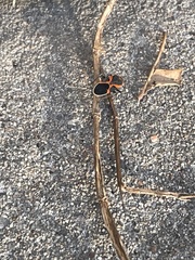 Lygaeus kalmii angustomarginatus