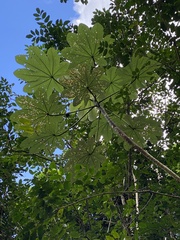 Cecropia schreberiana
