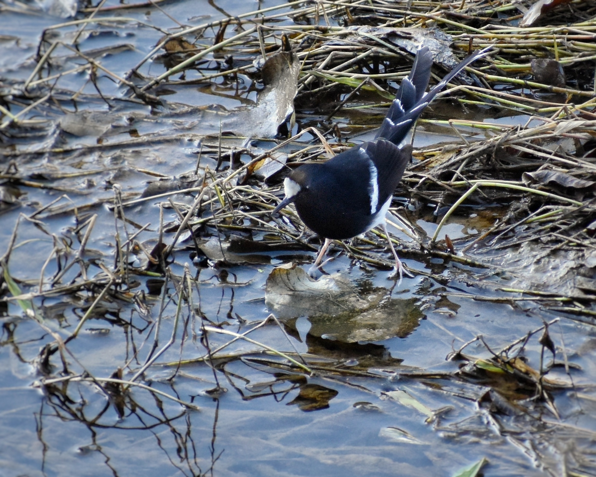 White-crowned Forktail