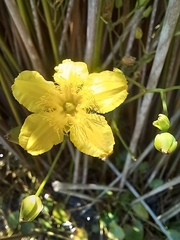 Ornduffia reniformis