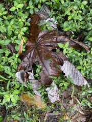 Cecropia schreberiana