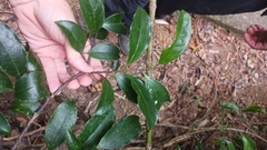 Strophanthus divaricatus