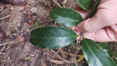 Strophanthus divaricatus