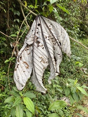 Cecropia schreberiana