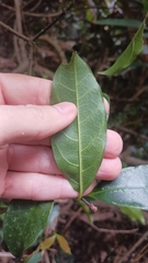 Strophanthus divaricatus