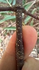 Strophanthus divaricatus