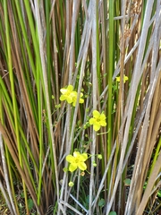 Ornduffia reniformis