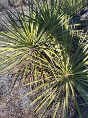 Yucca elata