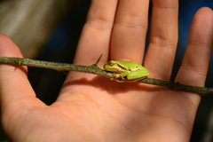 Hyla orientalis