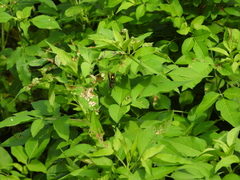 Polistes sagittarius