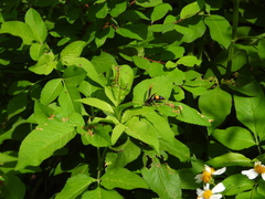 Polistes sagittarius