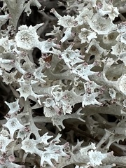 Cladonia boryi