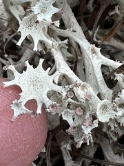 Cladonia boryi