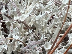 Cladonia boryi