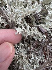 Cladonia boryi