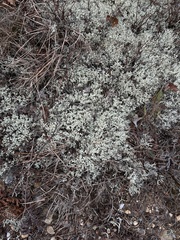 Cladonia boryi
