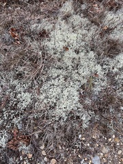 Cladonia boryi