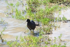 Fulica alai
