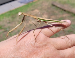Tenodera australasiae