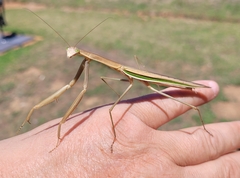 Tenodera australasiae